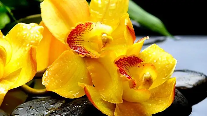 黄色い花 Windows 10用テーマ スライドショー画像 3