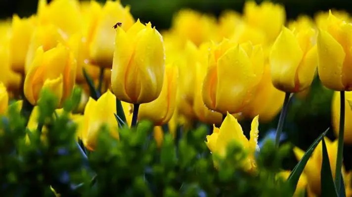 黄色い花 Windows 10用テーマ スライドショー画像 5