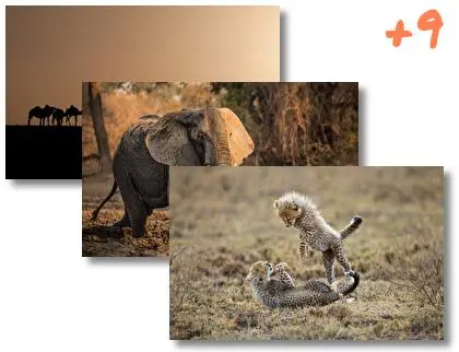 Afrika thema voor Windows 10