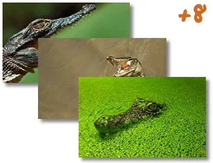 Alligator theme for Windows 10