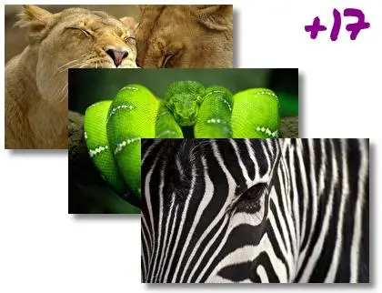 Animal theme for Windows 10