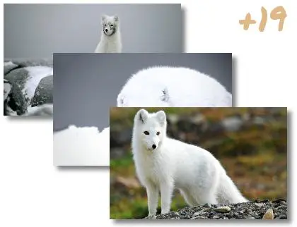 Arctic Fox theme for Windows 10