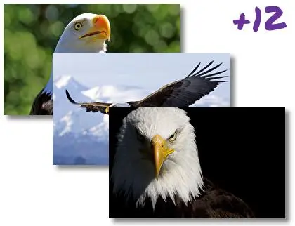 Bald Eagle theme for Windows 10