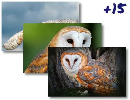 Barn Owl theme for Windows 10