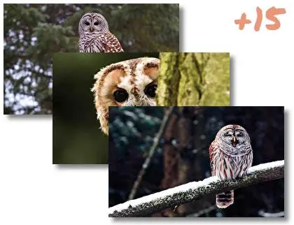 Barred Owl theme for Windows 10