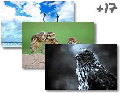 Bird theme for Windows 10