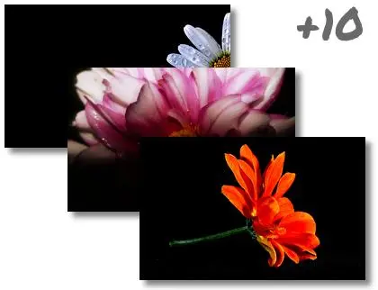 Black Flowers theme for Windows 10