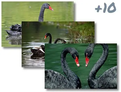 Black Swan theme for Windows 10