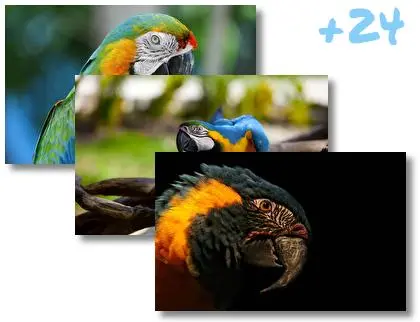 Blue and Yellow Macaw theme for Windows 10