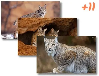 Bobcat theme for Windows 10