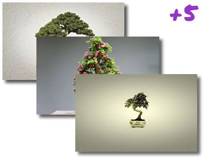 Bonsai Tree theme for Windows 10