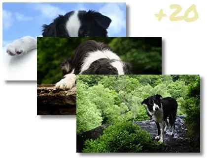 Border Collie theme for Windows 10