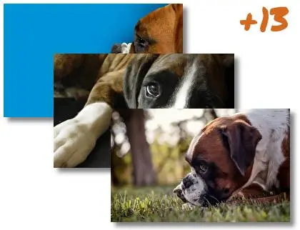 Boxer theme for Windows 10