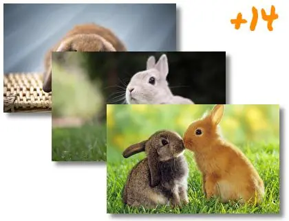 Bunny theme for Windows 10