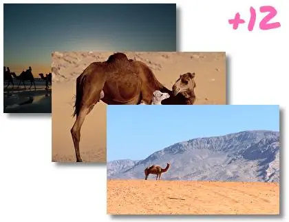 Camel theme for Windows 10