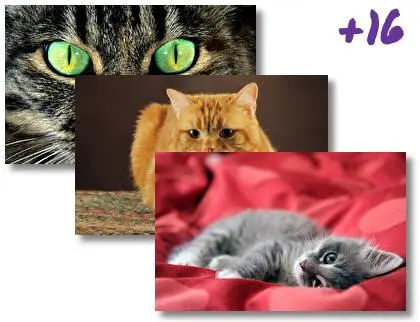 Cat theme for Windows 10