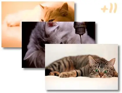 Cats theme for Windows 10