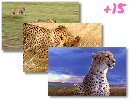Cheetah theme for Windows 10