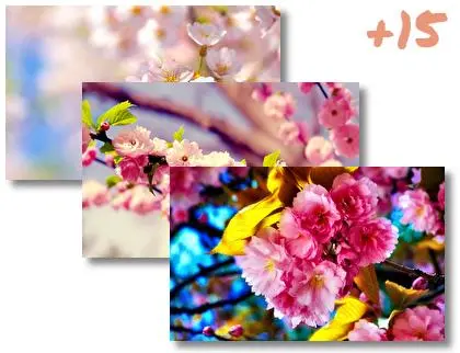 Cherry Blossom theme for Windows 10