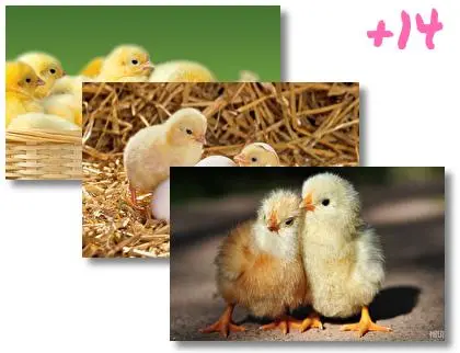 Chicken theme for Windows 10