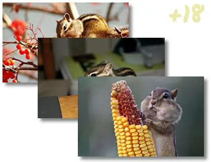 Chipmunk theme for Windows 10