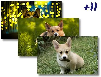 Corgi theme for Windows 10