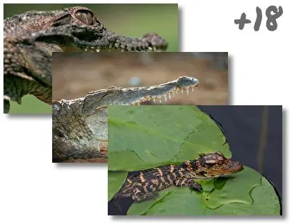 Crocodile theme for Windows 10