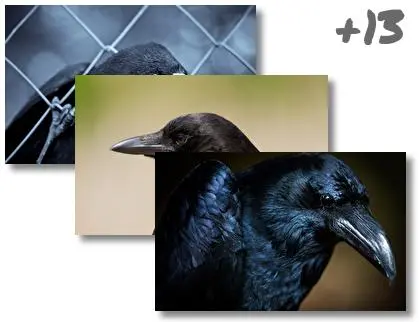 Crow theme for Windows 10