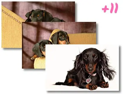 Dachshund theme for Windows 10