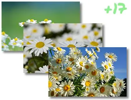 Daisy theme for Windows 10