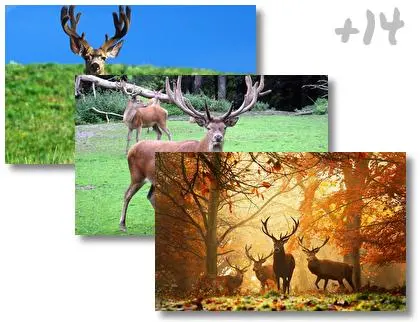 Deer theme for Windows 10