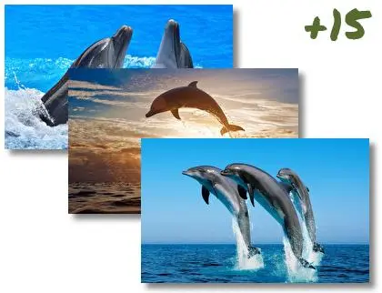 Dolphin theme for Windows 10