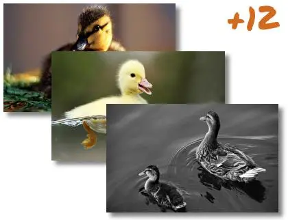 Duck theme for Windows 10