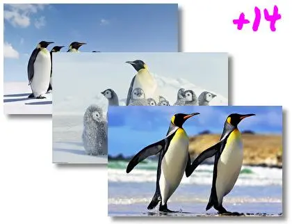 Emperor Penguin theme for Windows 10