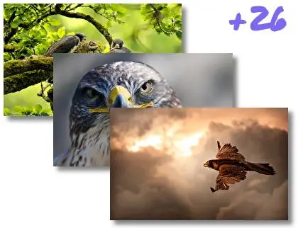 Falcon theme for Windows 10