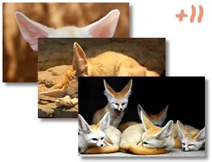 Fennec Fox theme for Windows 10