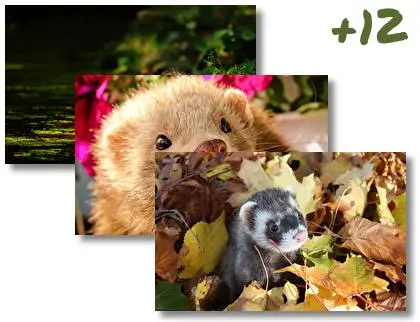 Ferret theme for Windows 10