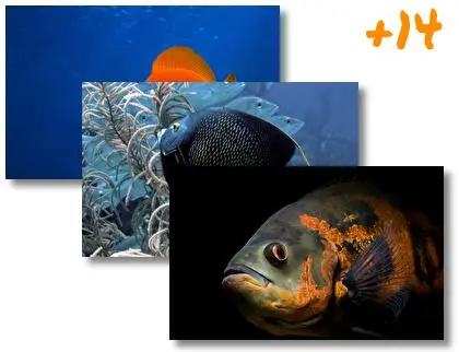 Fish theme for Windows 10