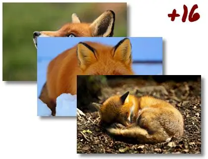 Fox theme for Windows 10