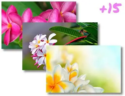 Frangipani theme for Windows 10