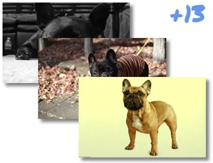 French Bulldog theme for Windows 10