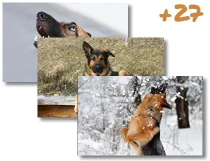 German Shepherd theme for Windows 10