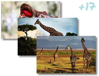 Giraffe theme for Windows 10