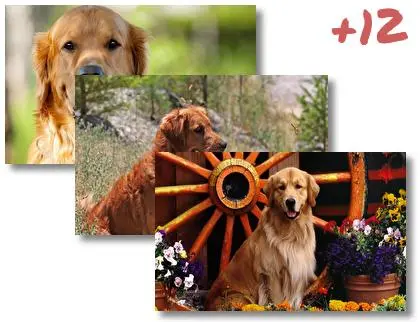 Gold Retriever theme for Windows 10