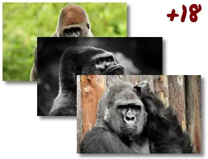 Gorilla theme for Windows 10