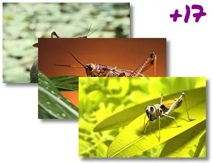 Grasshopper theme for Windows 10