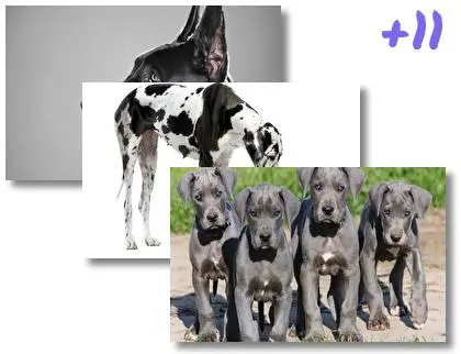 Great Dane theme for Windows 10