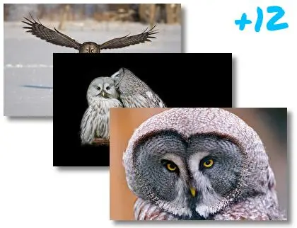 Great Grey Owl theme for Windows 10
