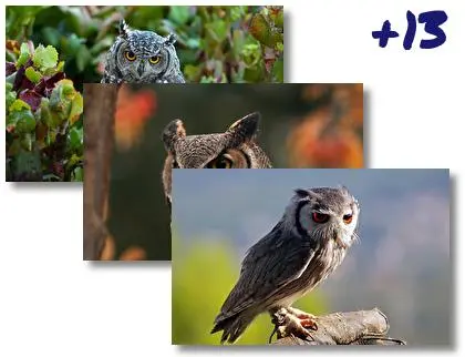 Great Horned Owl theme for Windows 10
