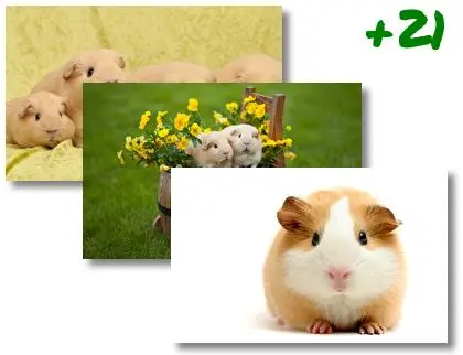 Guinea Pig theme for Windows 10